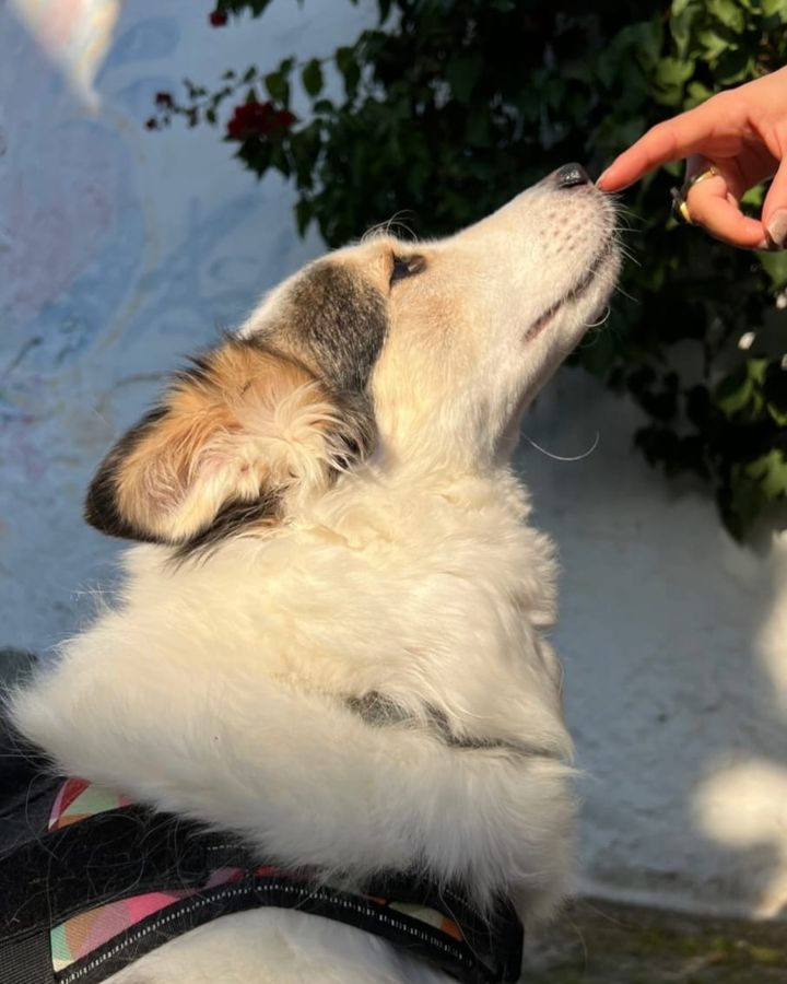 Perro tranquilo acercando el hocico a la mano de su tutora