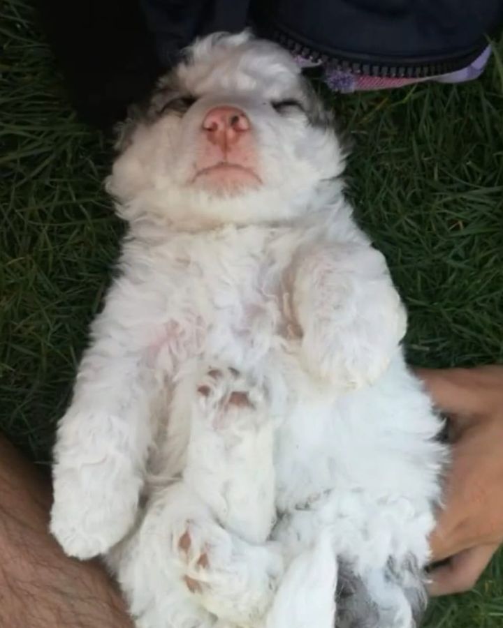 Samsara de cachorro, tumbada panza arriba en el césped