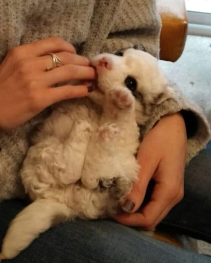Samsara de cachorro en brazos, mordisqueando una mano