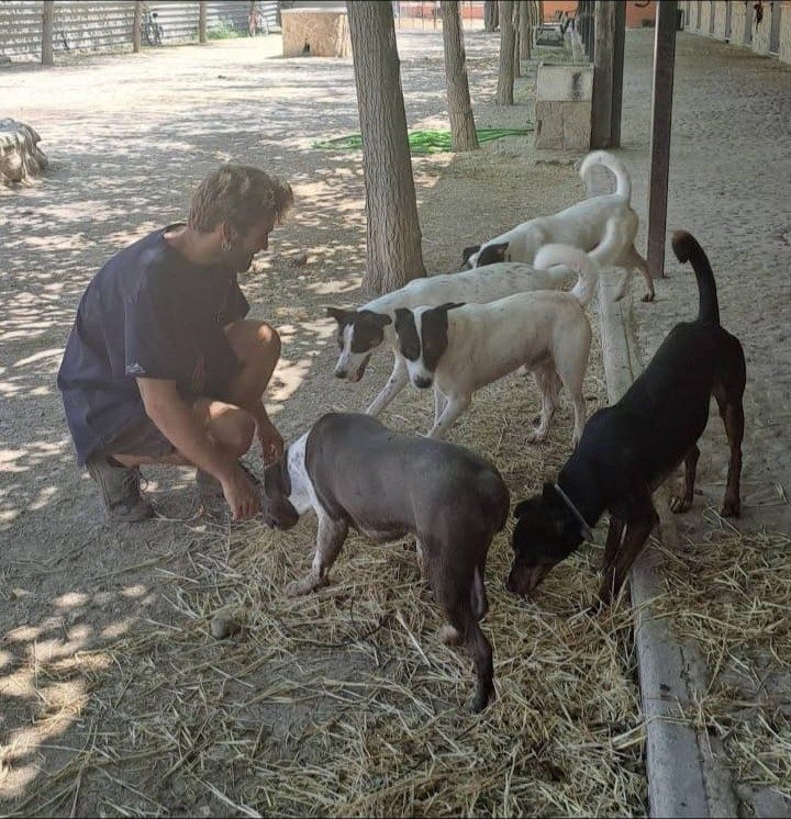Trabajo individual con varios perros a la vez