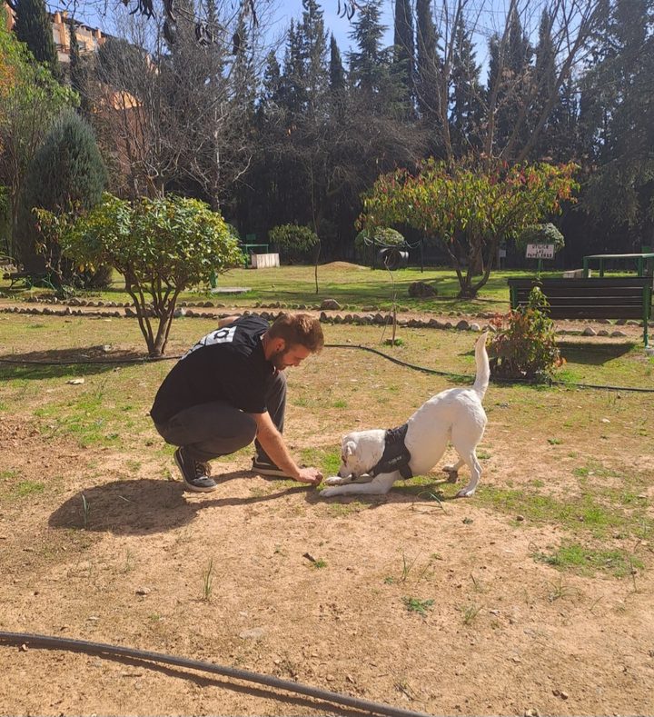 Trabajo de motivación con refuerzo positivo en el parque