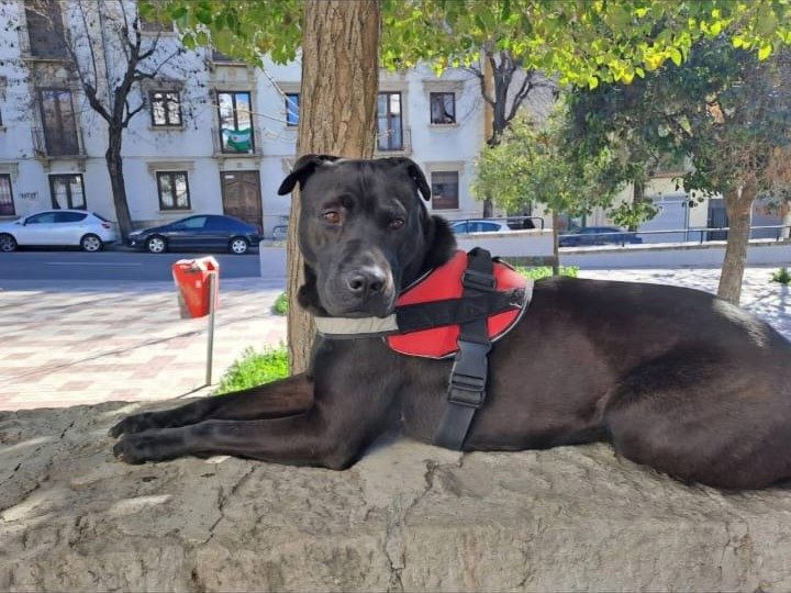 Perro negro con arnés rojo