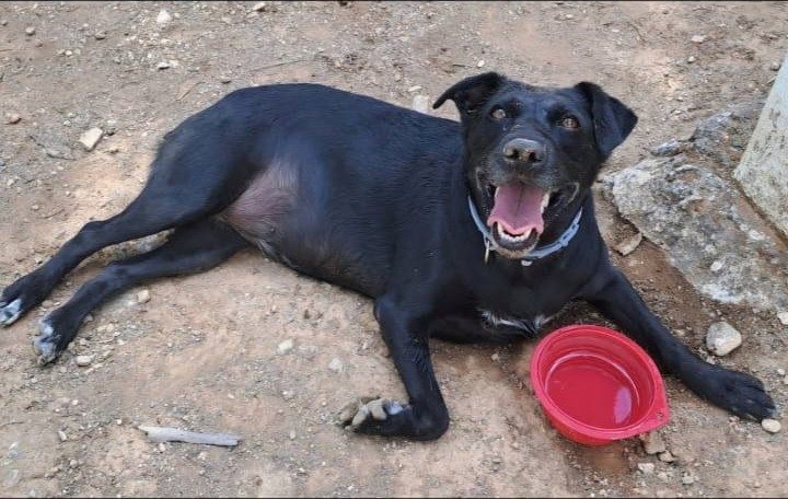 Perro negro descansando