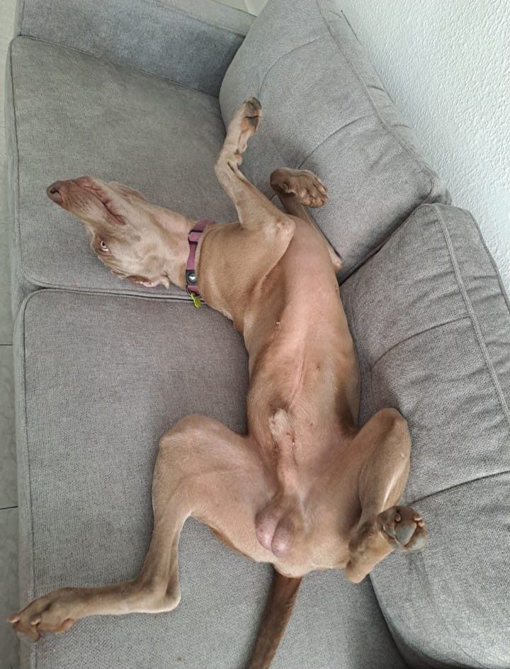 Cachorro descansando en un sofá