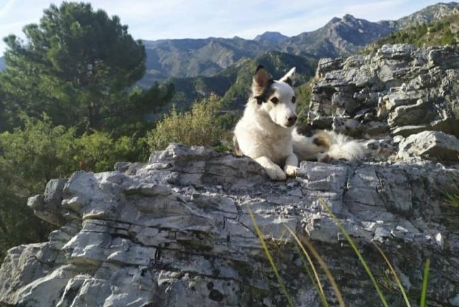 Samsara tumbada en una roca, con las montañas de fondo