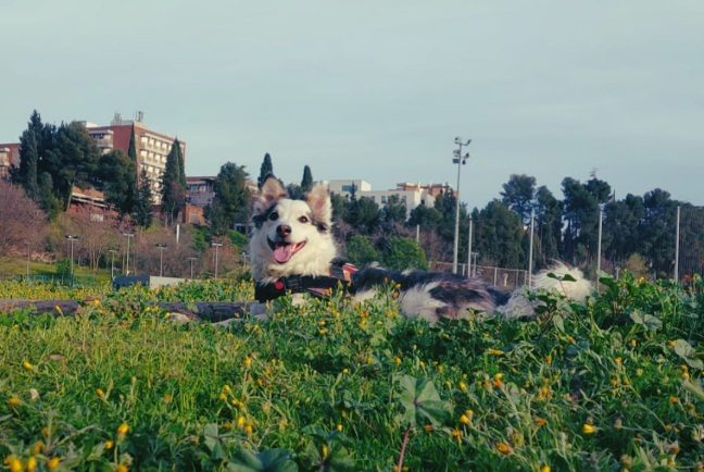 Samsara corriendo por un campo verde