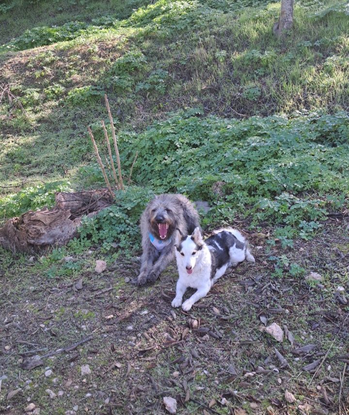 Samsara y otro perro descansando en una ladera con hierba