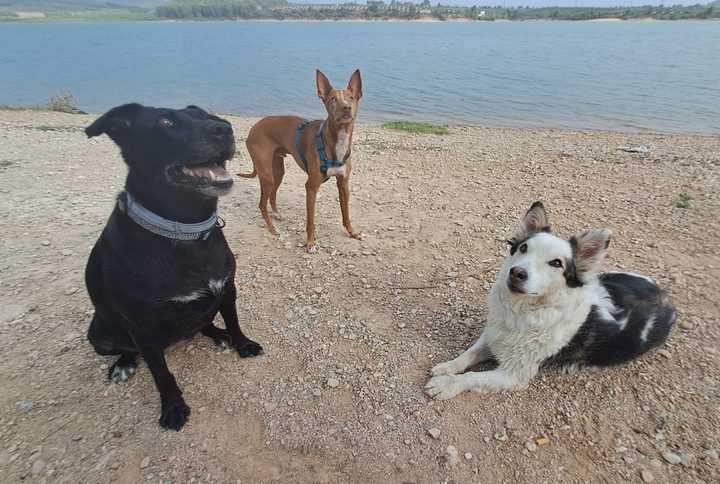 Samsara junto a otro perro en la orilla de un pantano